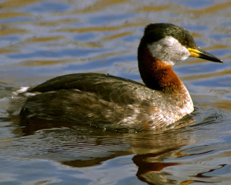 Малая поганка Tachybaptus ruficollis little Grebe