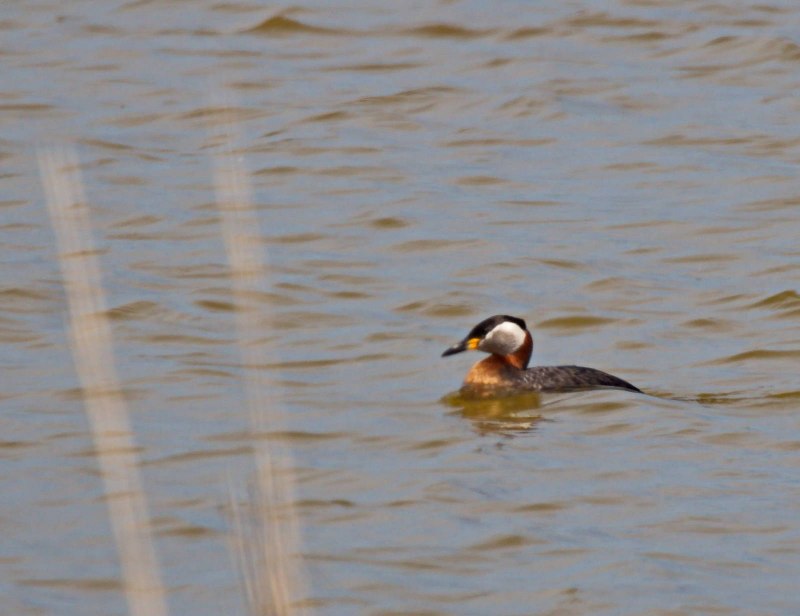 Серощёкая поганка Podiceps grisegena