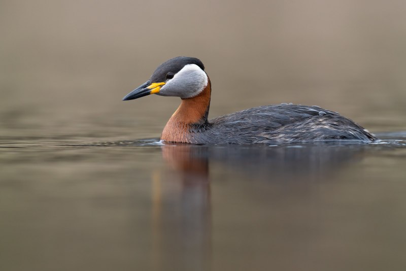 Серощекая поганка (Podiceps griseigena)