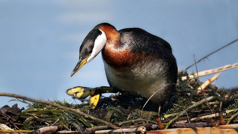 Серощёкая поганка Podiceps grisegena