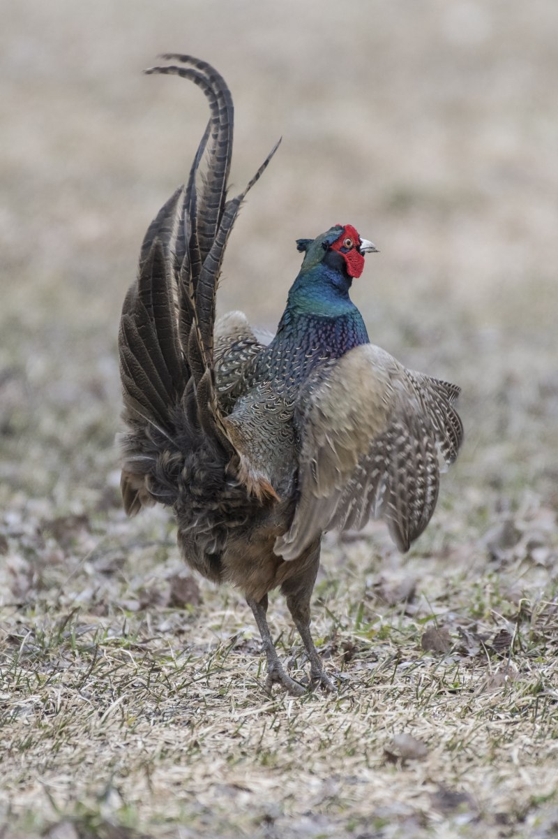 Фазановые (Phasianidae)