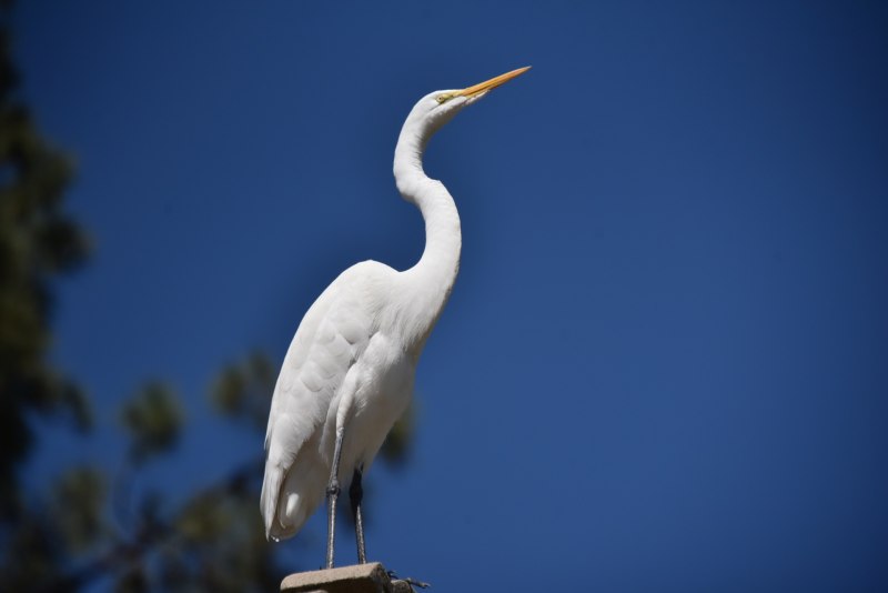 Белая птица с длинной шеей (37 фото)