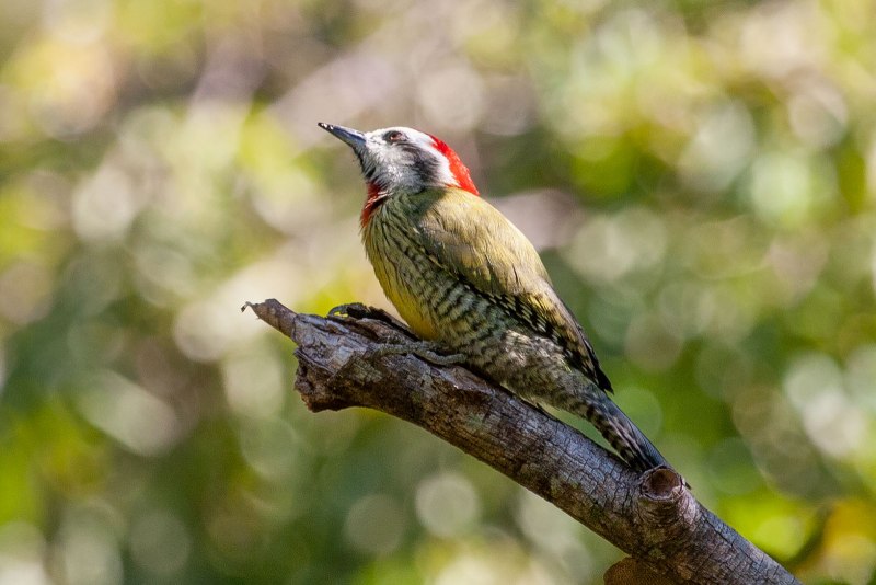 Eurasian Green Woodpecker