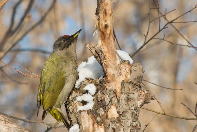 Melanerpes carolinus