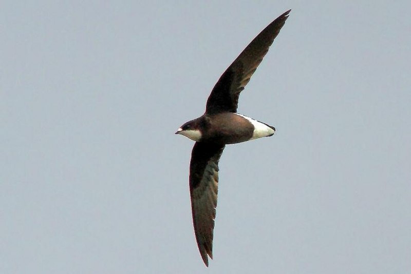 APUS pacificus Latham, 1801 белопоясный Стриж