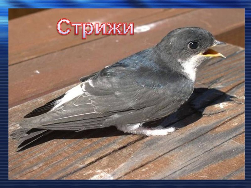 Иглохвостый Стриж птица