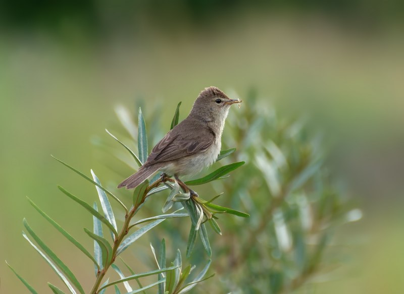 Iduna caligata