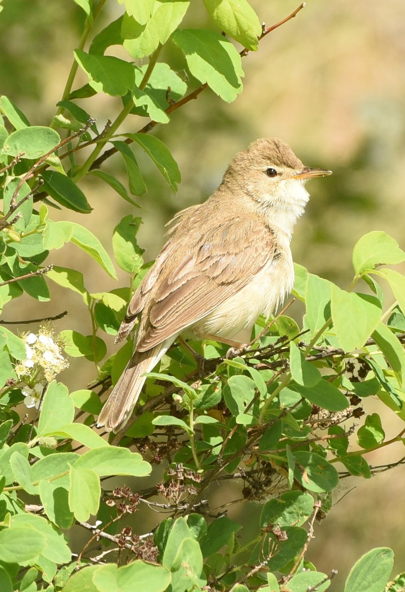 Hippolais caligata