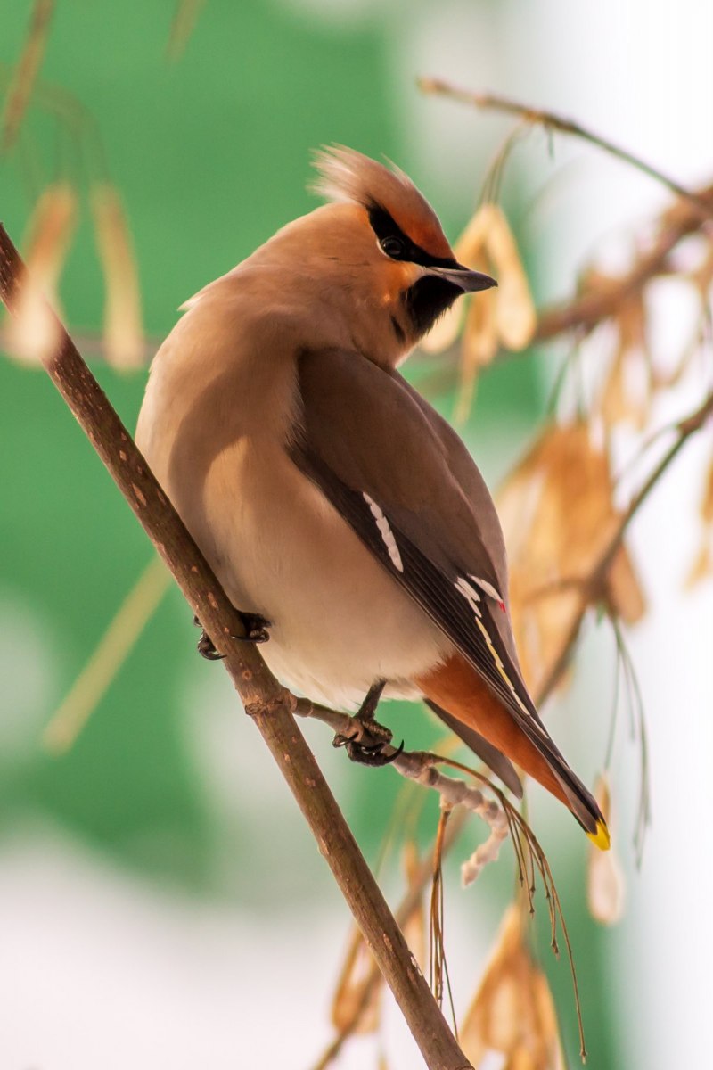 Bombycilla garrulus