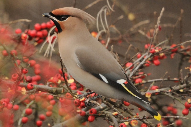 Свиристель обыкновенный (Bombycilla garrulus)