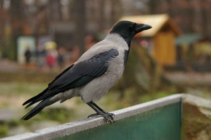 Городские птицы