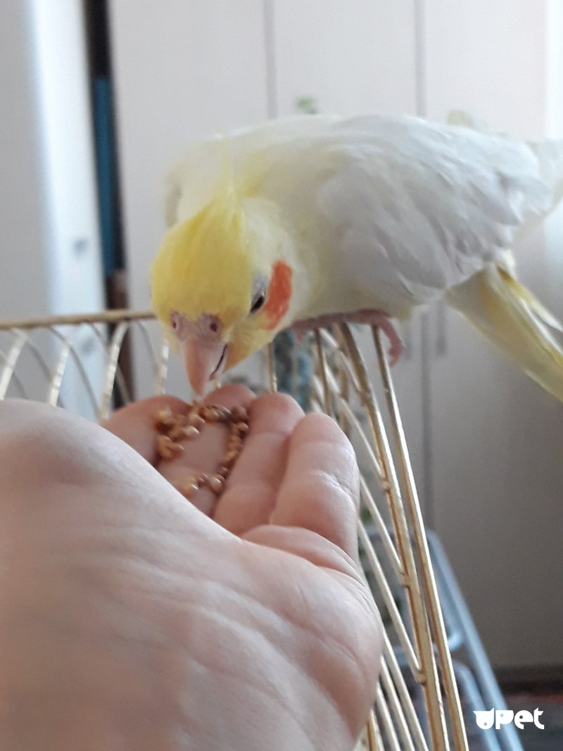Корелла вид снизу