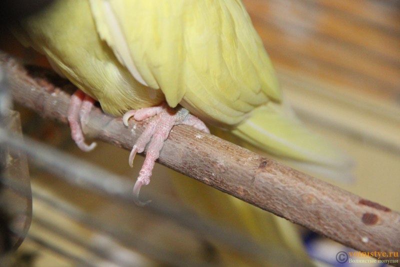 Корелла лысеет