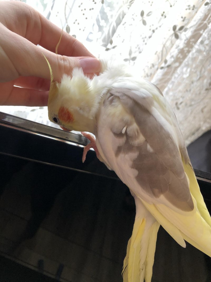 Яйца кореллы