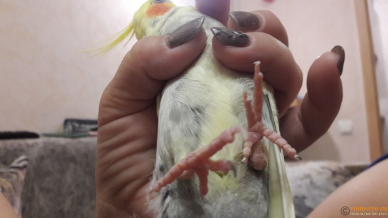 Магазин 4 лапы корелла попугай