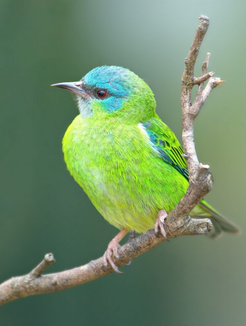 Зеленушка (обыкновенная зеленушка) (Chloris Chloris (Carduelis Chloris))