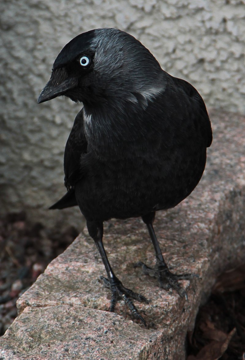 Галка (Coloeus monedula)