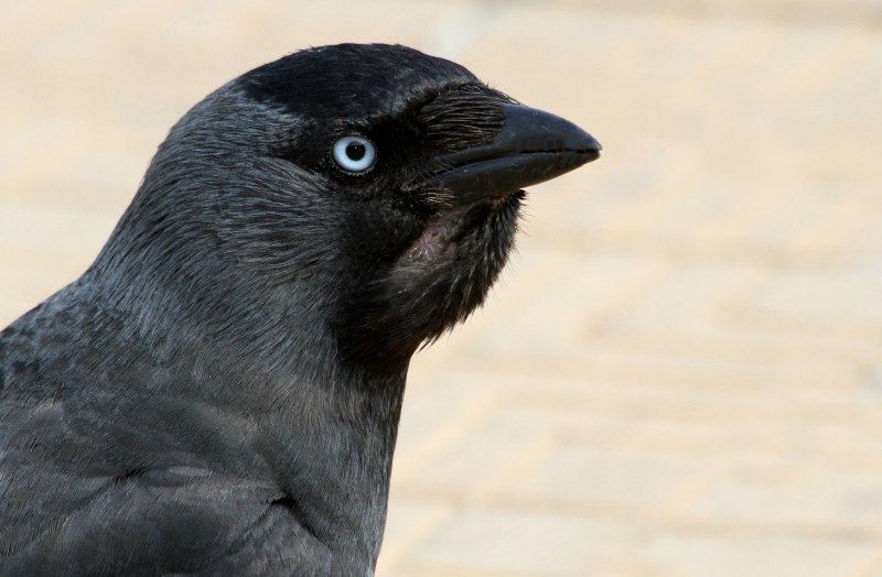 Галка (Corvus monedula)