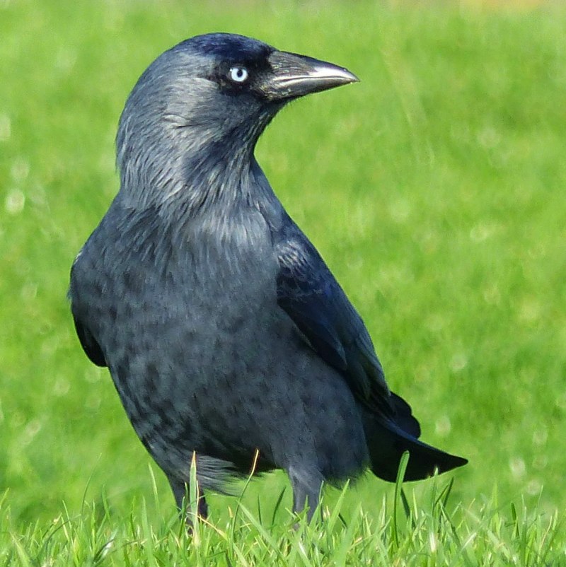 Западная Галка Corvus monedula