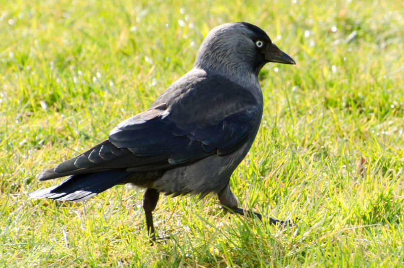 Галка обыкновенная ‒ Corvus monedula