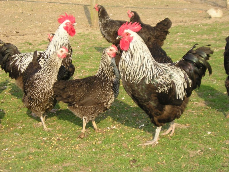 Петух породы Суссекс