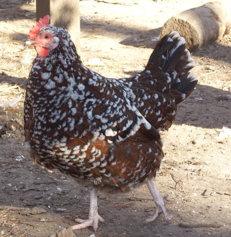 Суссекс парцеляновый
