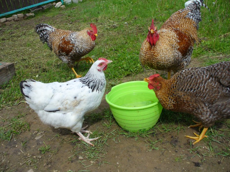 Куры Sussex Breed