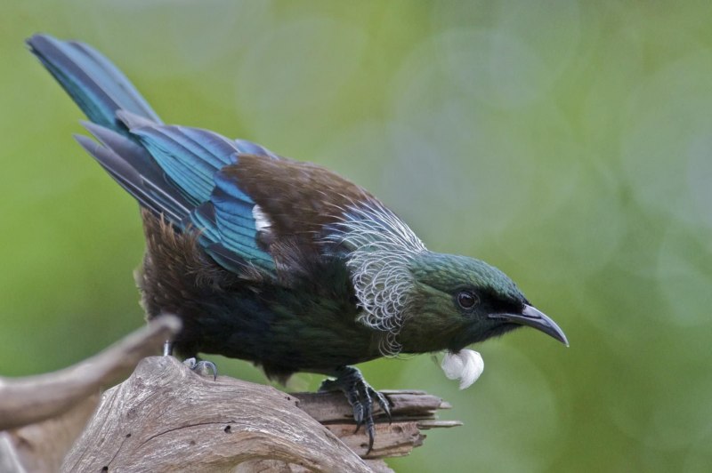 Callaeas cinerea