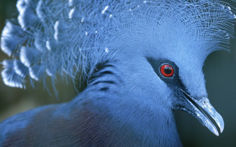 Cyanerpes cyaneus