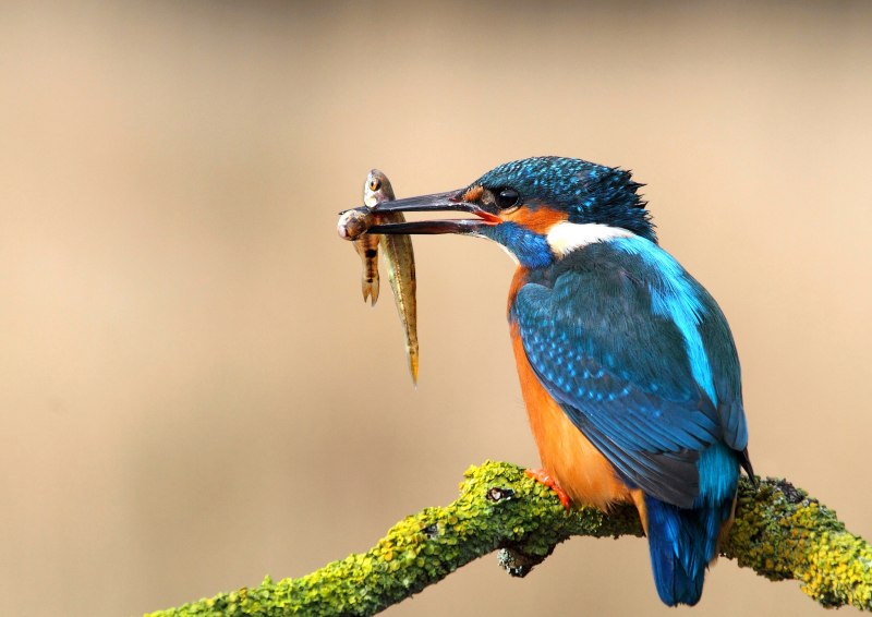 Alcedo semitorquata
