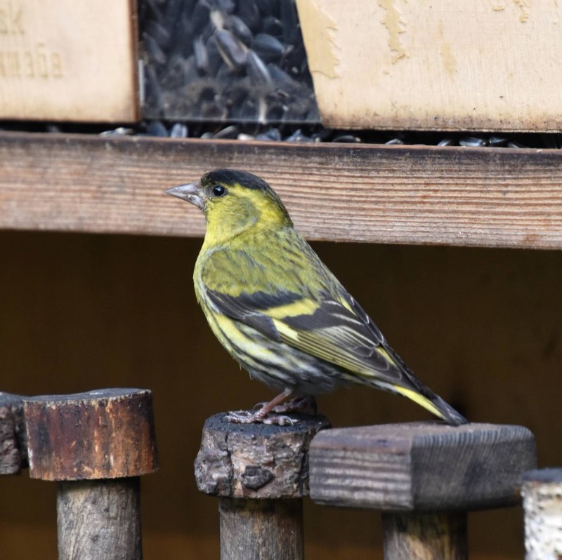 Чиж (Spinus Spinus (Carduelis Spinus))
