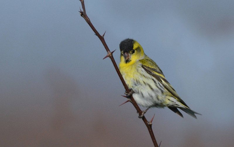 Чиж (Spinus Spinus (Carduelis Spinus))