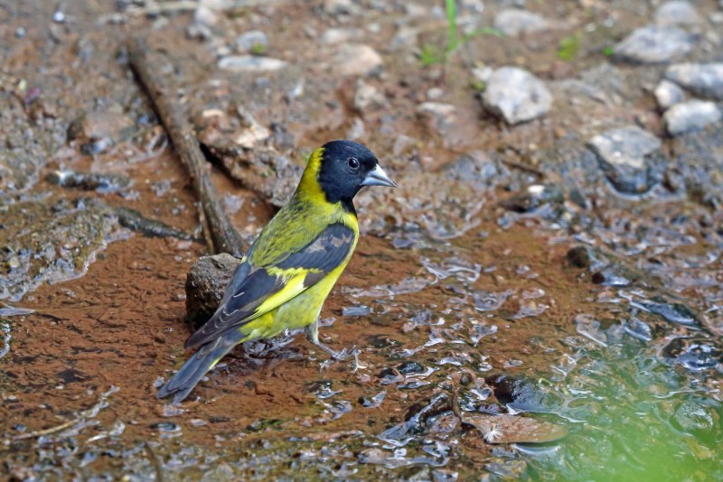 Чиж (лат. Carduelis Spinus