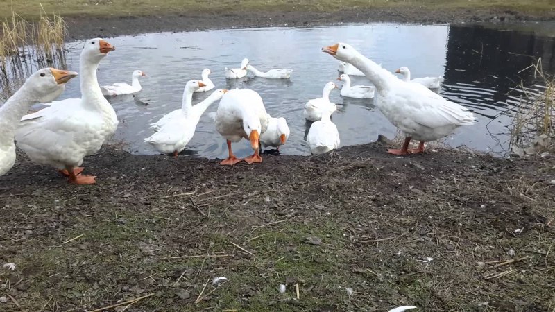 Гуси породы Линда