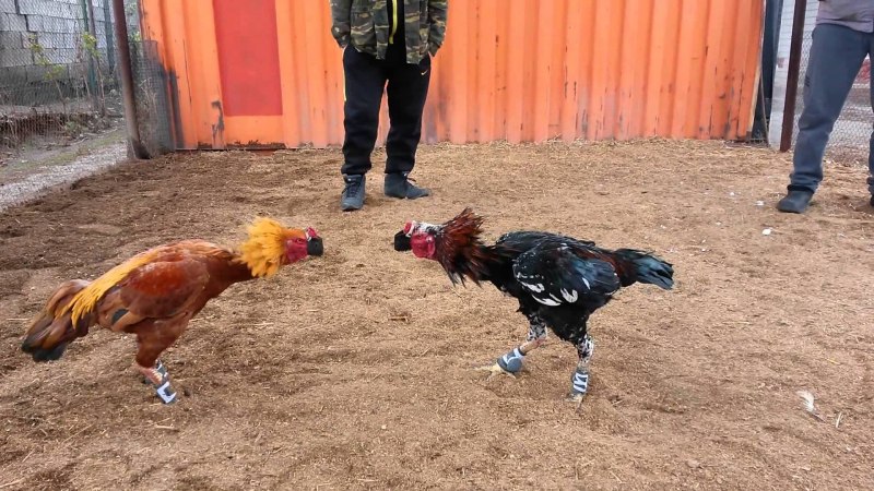 Бойцовые петухи породы дакан