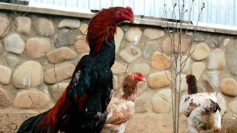Бойцовский куры Шамо