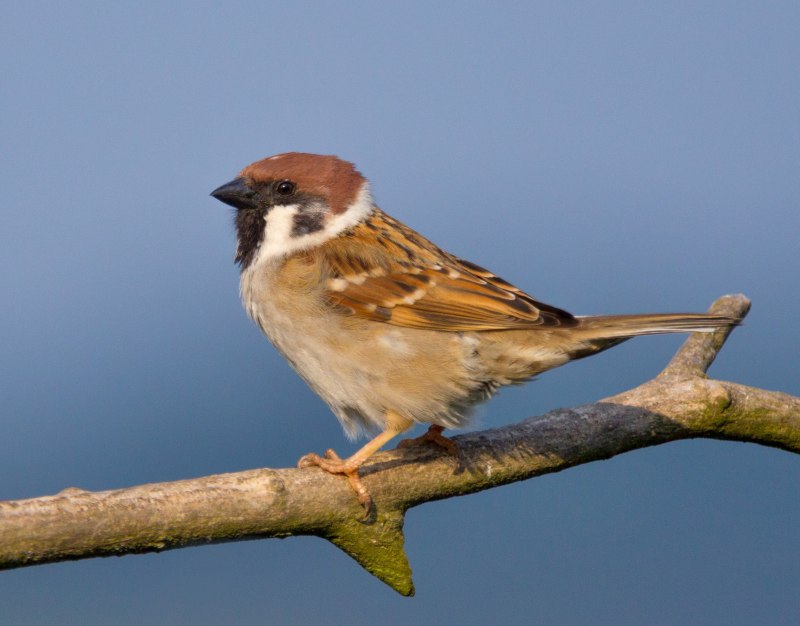 Passer flaveolus