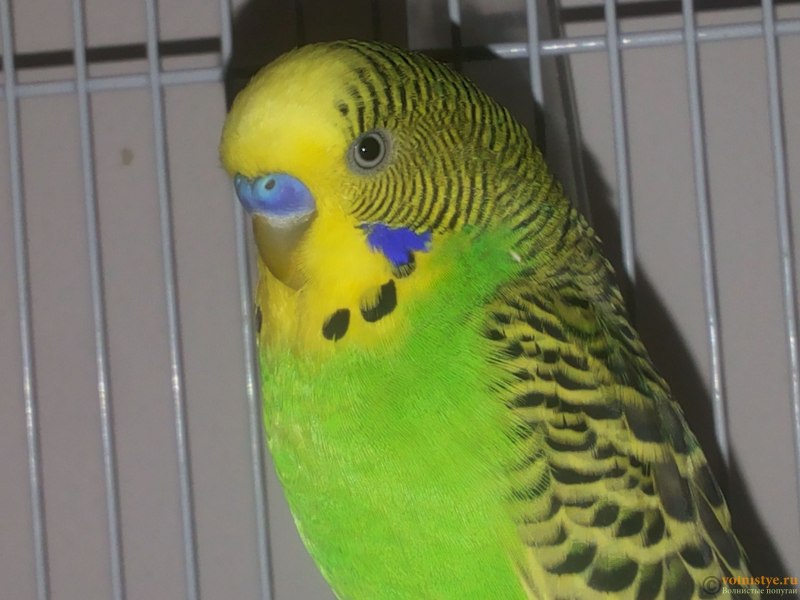 Взрослый волнистый попугай мальчик (65 фото)