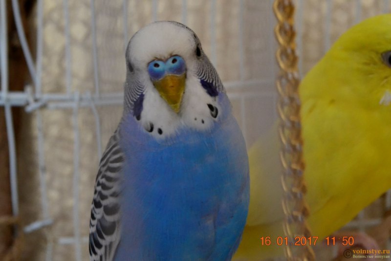 Волнистый попугай Budgie