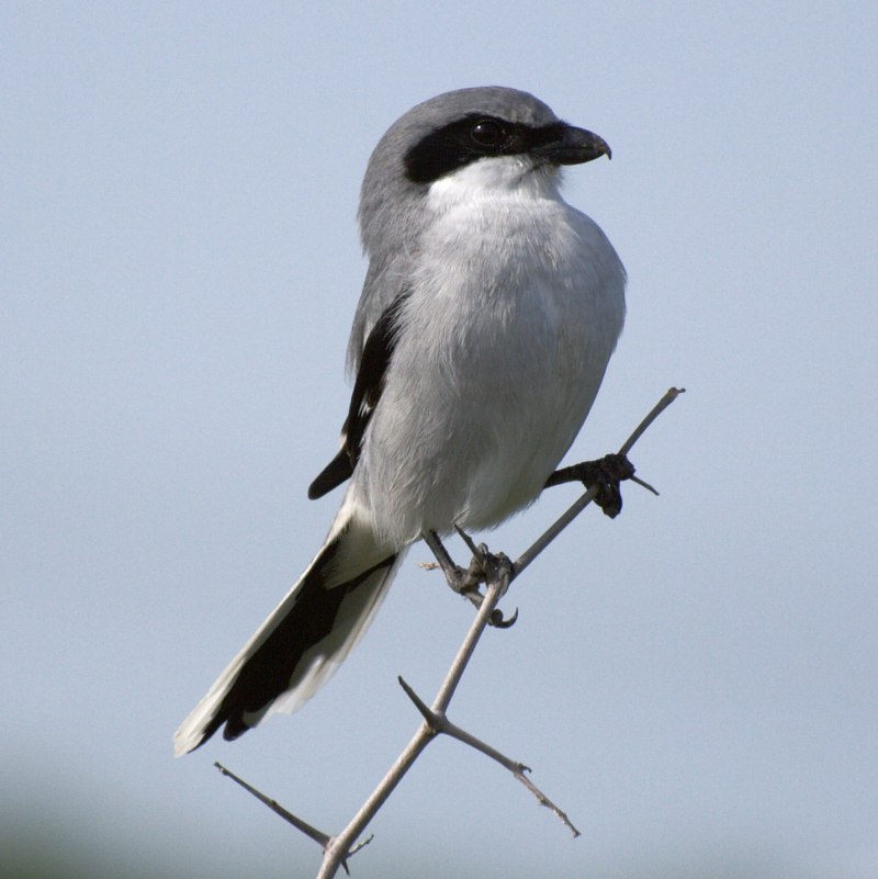 Сорокопут жулан (Lanius collurio)