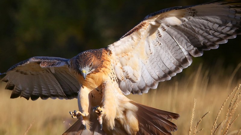 Red tailed Hawk