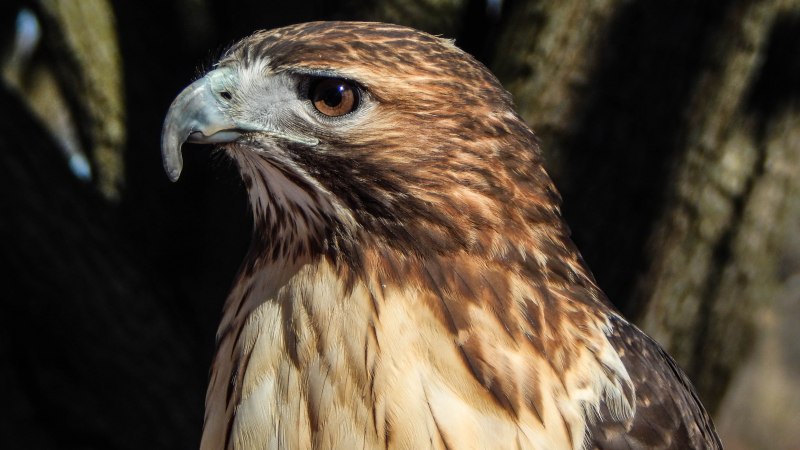 Red tailed Hawk