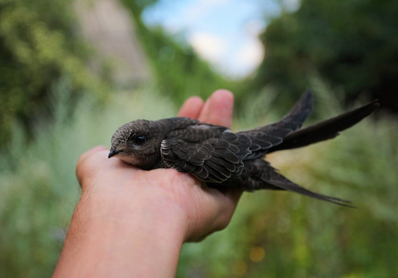 Pacific Swift Bird