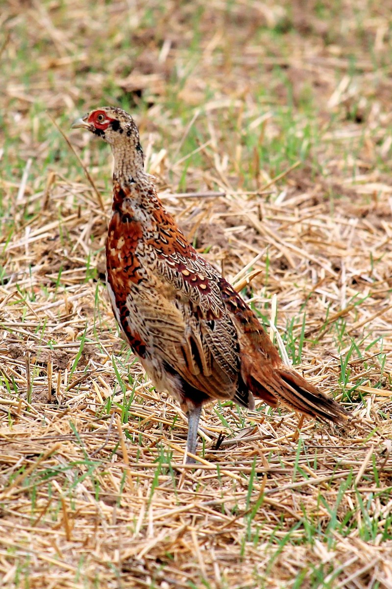 Фазаны (Pheasants)