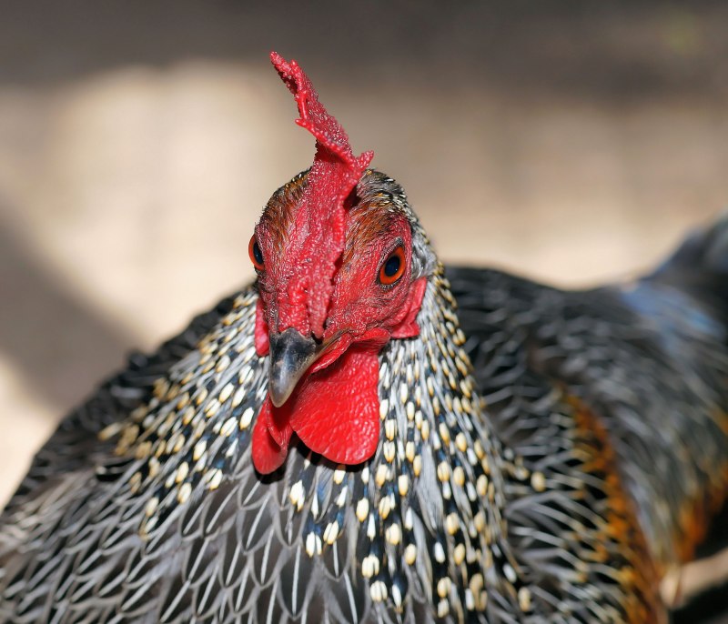Фазановые (Phasianidae)