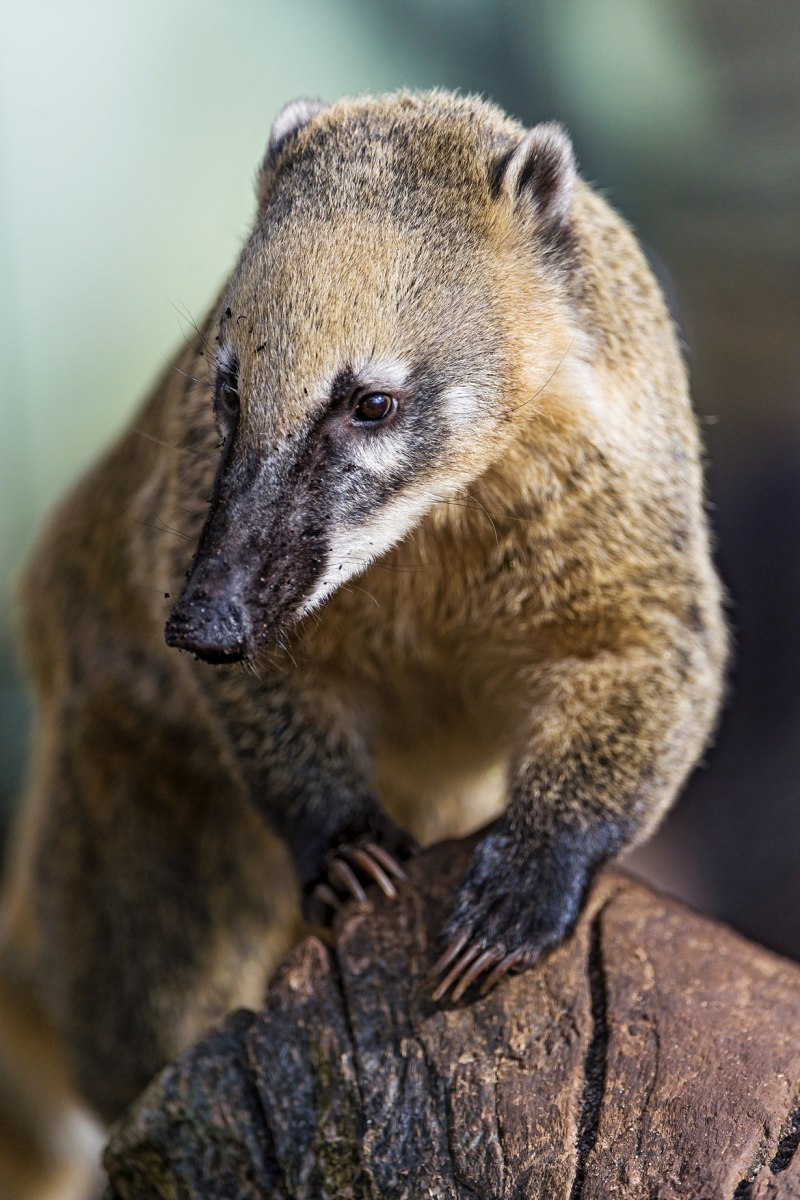 Коати Мексика