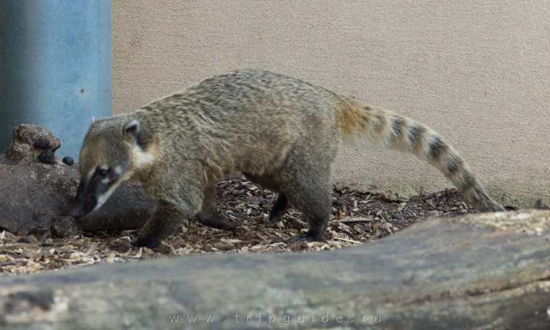 Енот коати