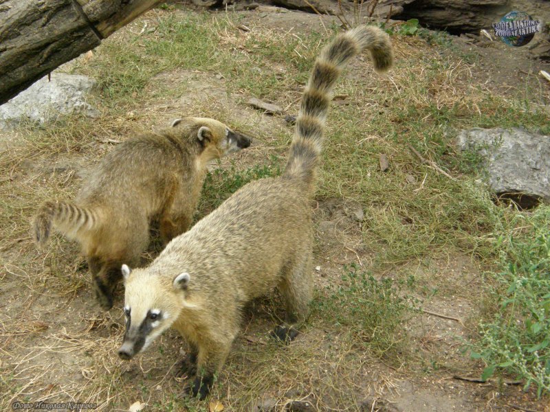 Австралийский коати