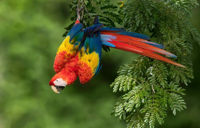 Попугай Macaw