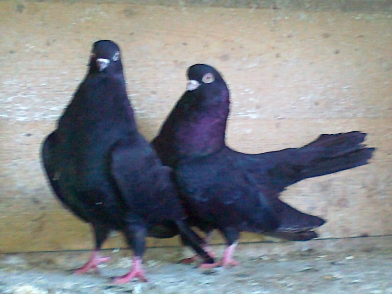 Columba janthina